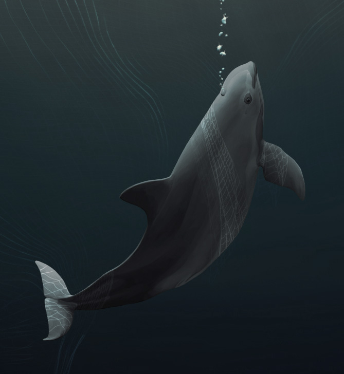 International Save the Vaquita Day 2025